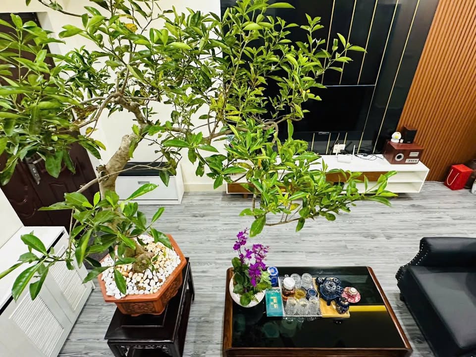 Căn hộ Tecco Lào Cai 85.88m² giá 1.85 tỷ - Chính chủ bán gấp!