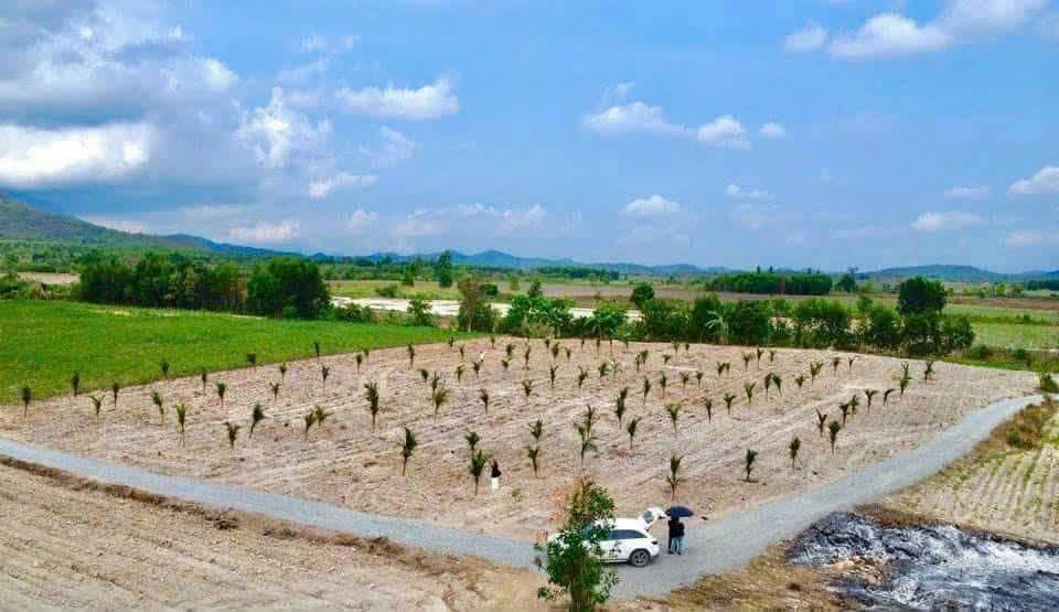 Đất Ninh Tây 1000m² giá 145 triệu - Cơ hội đầu tư tốt!