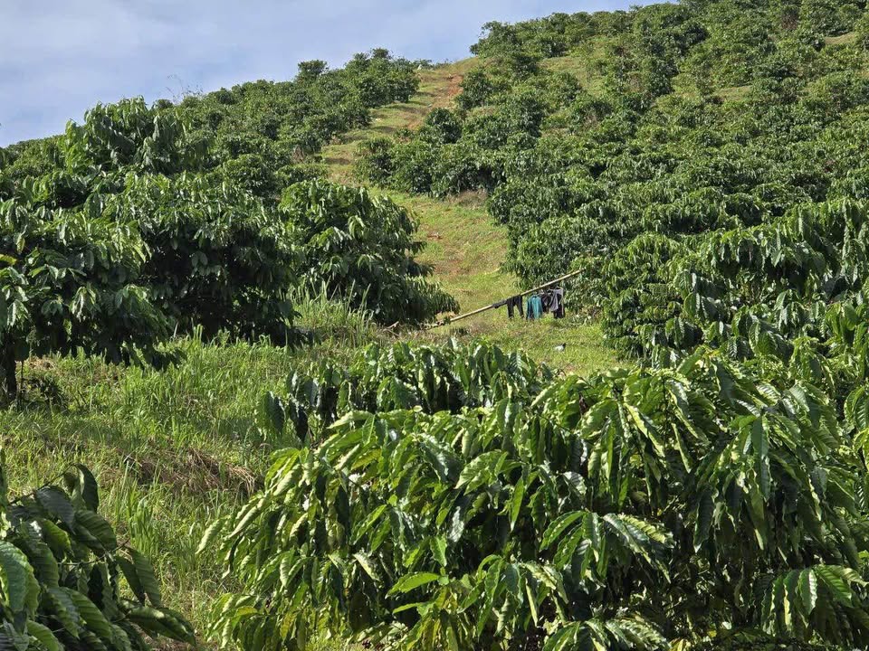 Đất cà phê Bờ Y, Ngọc Hồi, Kon Tum 3,2ha - Giá 3,7 tỷ hấp dẫn!