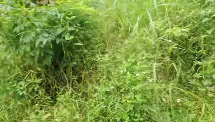 Đất nền Bình Lãnh - Thăng Bình 130m² giá 220 triệu - Sổ hồng chính chủ