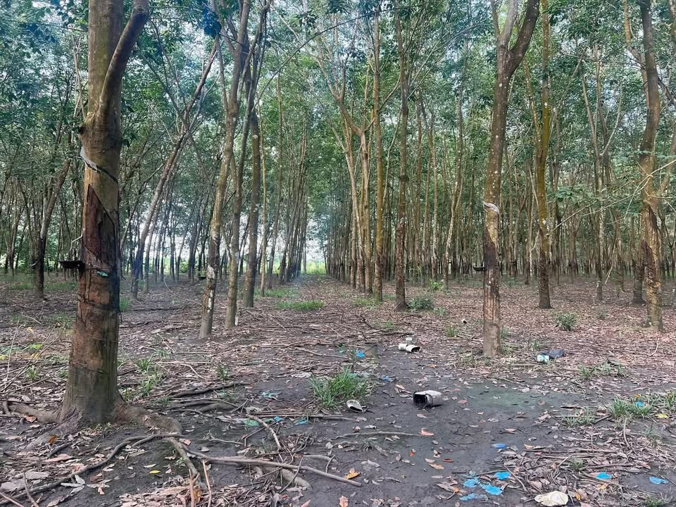 Đất nền 4 sào tại xã Tân Tiến, Lộc Ninh - Sổ hồng sẵn giá chỉ 650 triệu!