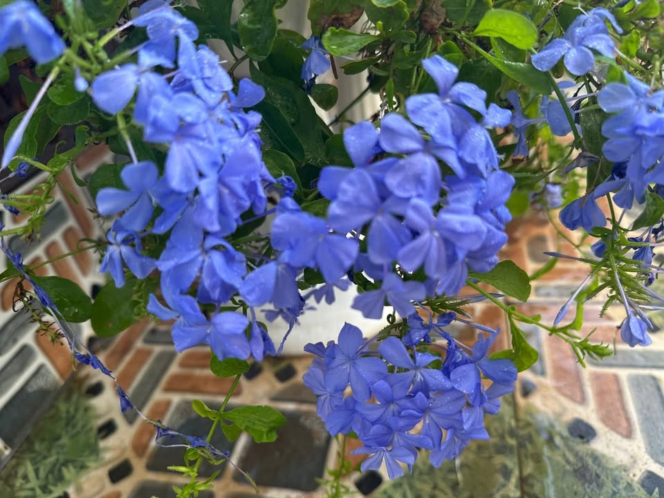 Nhà cho thuê tại KDC Khang Linh, Vũng Tàu - Giá chỉ 5 triệu/tháng!