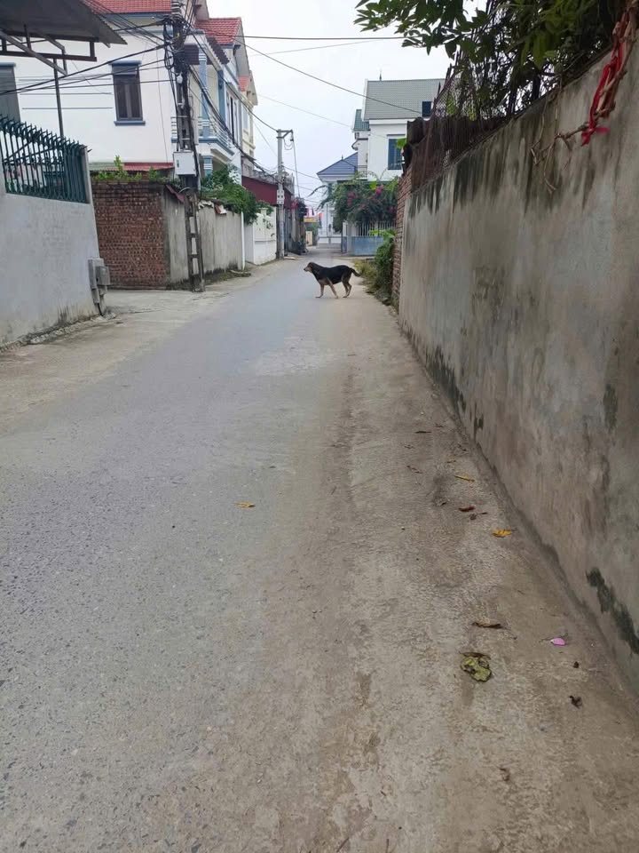 Đất vàng 50m² tại Phú Thị, Gia Lâm - Trục chính ô tô tránh, giá thỏa thuận!