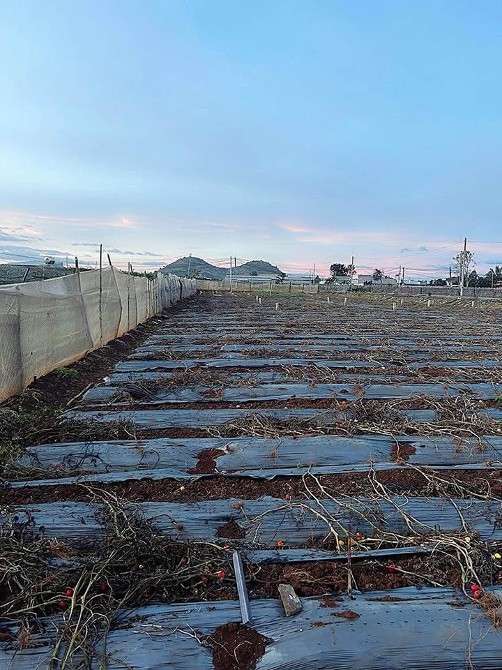 Đất thổ cư Phú Hội, Đức Trọng 100m² giá 800 triệu - Cơ hội đầu tư hấp dẫn!