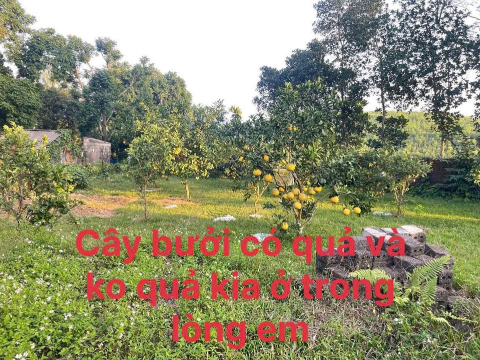 Lô đất Phú Thành, Lạc Thủy 1.029m² giá 1 tỷ - Sẵn vườn cây ăn quả