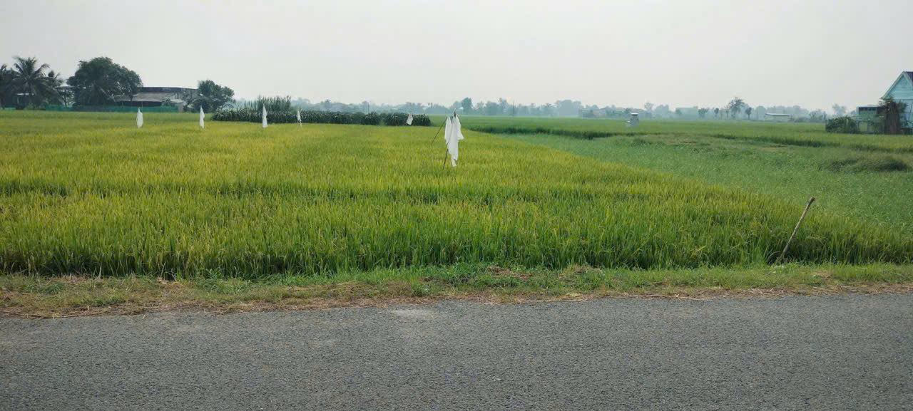 Đất thổ cư mặt tiền Lộ Đình Tân Trụ 225m² giá 999 triệu - Cơ hội vàng cho nhà đầu tư!