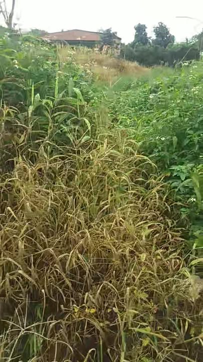 Đất nền Tam Giang 378m² giá 650 triệu - Chính chủ cần bán gấp!