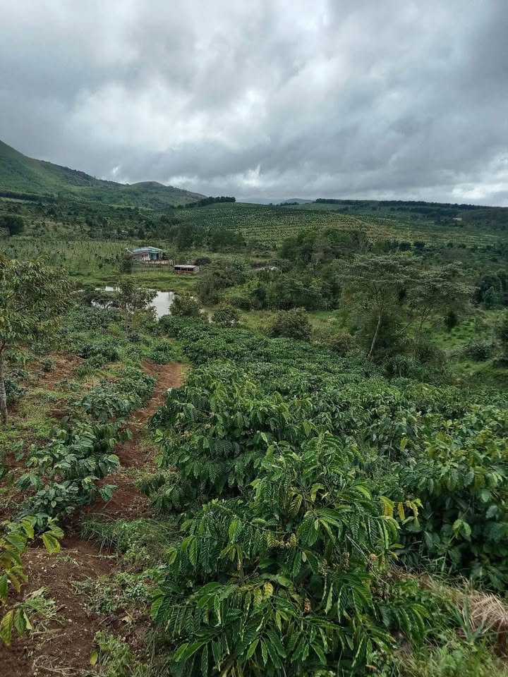 Đất nền Tân Thành, Buôn Ma Thuột 8 sào giá 1.25 tỷ - Cơ hội đầu tư sinh lời!