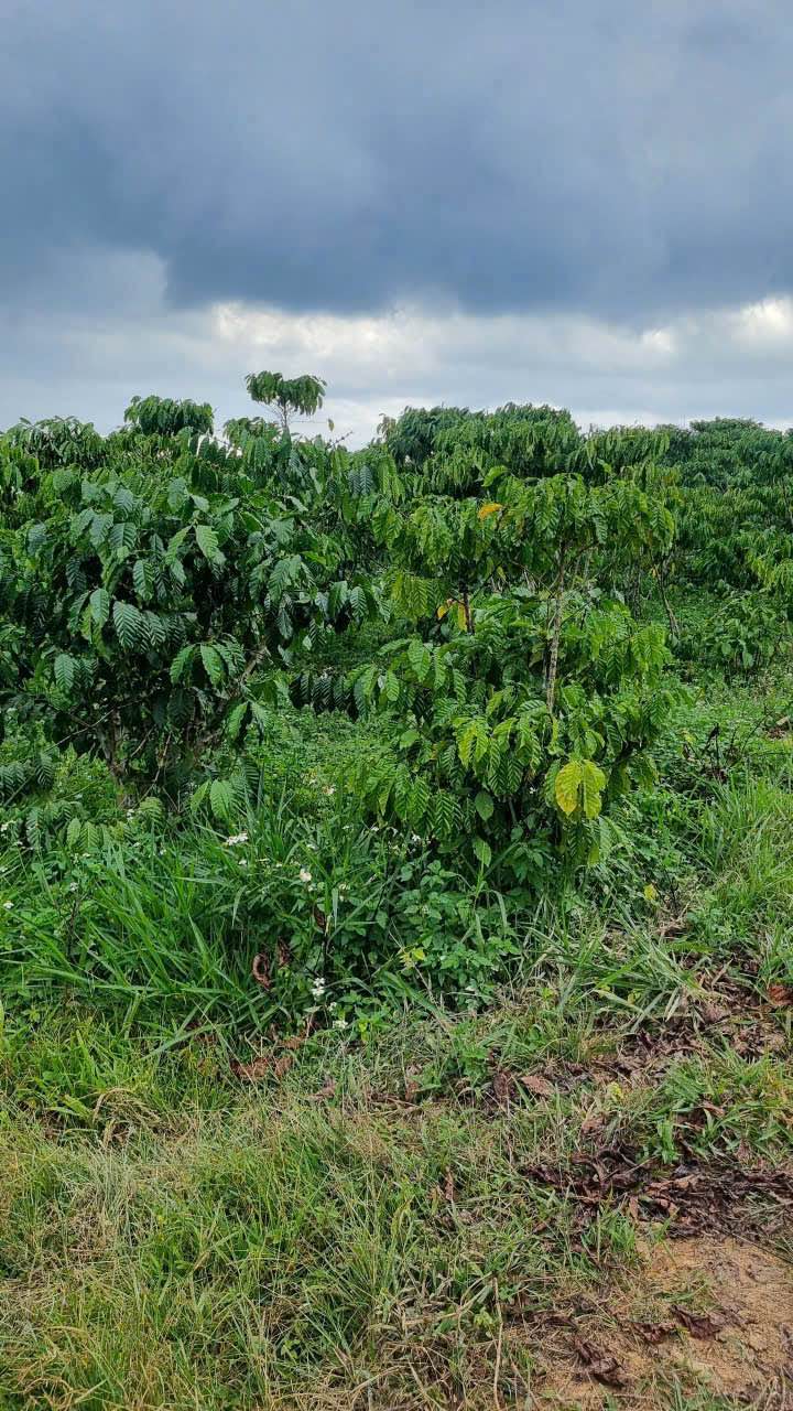 Đất nền Lộc Thắng Bảo Lâm 2500m² giá chỉ 650 triệu - Cơ hội đầu tư hấp dẫn!