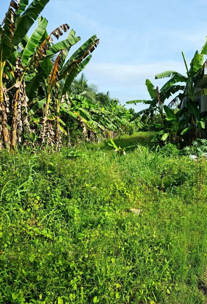 Đất thổ cư 471.9m² tại xã Thanh Bình, Chợ Gạo - Giá chỉ 1.7 tỷ - View sông thoáng mát!