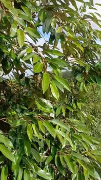 Farm 20,905m² tại thôn 8, Ea Khal, Đắk Lắk - Đầu tư sinh lời với sầu riêng