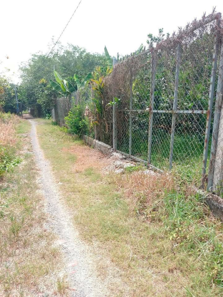 Vườn Bưởi 850m² Thạnh Phú Vĩnh Cửu giá 2.8 tỷ - Sổ đỏ chính chủ!