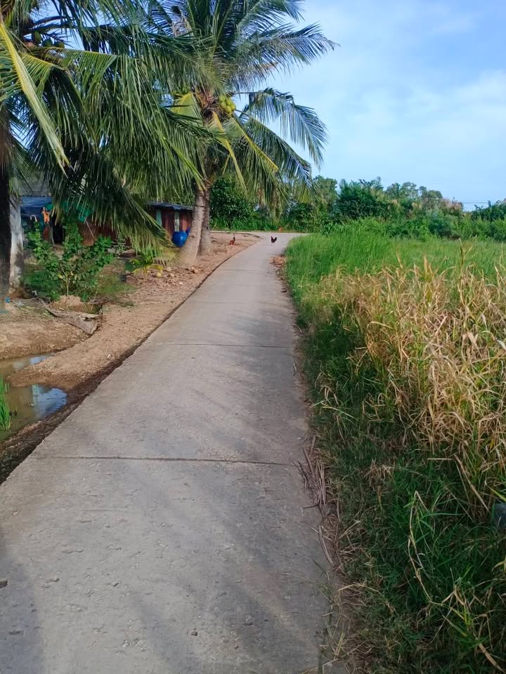 Đất vườn ấp Nam Chánh, Lịch Hội Thượng, Trần Đề, Sóc Trăng 4500m² giá 630 triệu - Mặt tiền sông Gòi đẹp