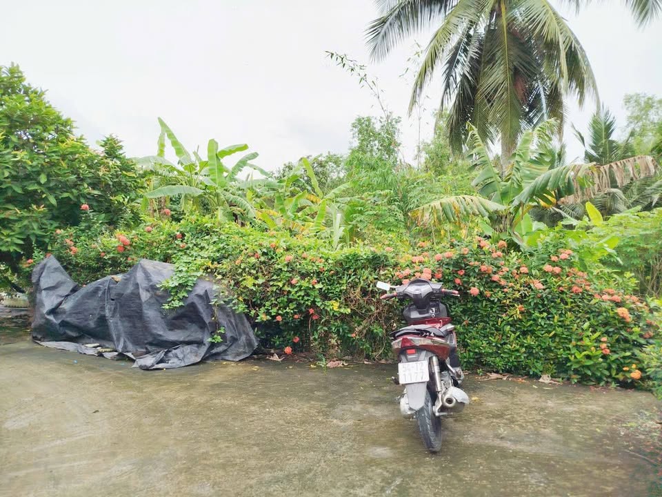 Đất thổ cư 828m² tại Bình Hòa, Đức Tân - Giá chỉ 1.2 tỷ, cơ hội đầu tư tuyệt vời!