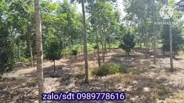 Đất 1ha cao giống rêu 4 tuổi tại Phước Tân, 1.6 tỷ - Cơ hội đầu tư tuyệt vời!