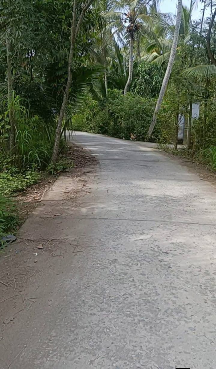 Đất cây lâu năm 3243m² tại Mỏ Cày Nam - Giá chỉ 2.2 tỷ, cơ hội đầu tư tuyệt vời!