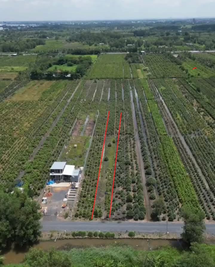 Đất vườn 1000m² đường Vườn Thơm, Bình Chánh - Giá thỏa thuận, sổ hồng chính chủ!