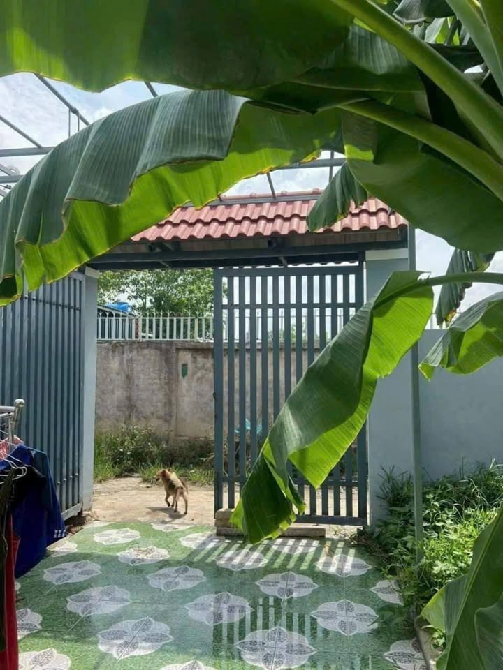 Nhà cấp 4 Bình Mỹ 184m² giá 1.8 tỷ - Sân vườn rộng rãi, chính chủ!