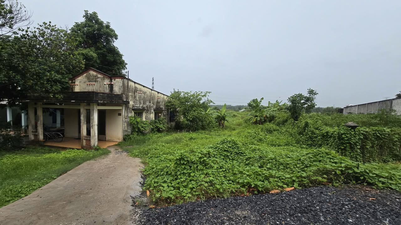 Đất mặt tiền đường Nguyễn Thị Nê, Củ Chi 1 hecta giá 26 tỷ - Đầu tư sinh lời ngay!