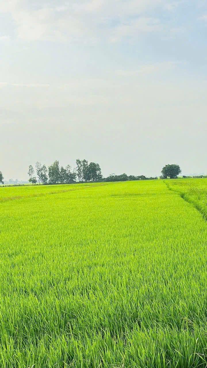 Đất nền Tân Hiệp Kiên Giang 6600m² giá 2 tỷ - Đầu tư sinh lời ngay!