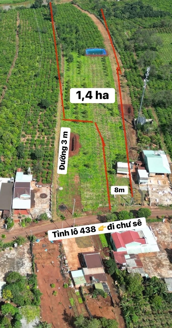 Farm Bờ Ngoong, Chư Sê, Gia Lai 1,4ha - Đất đẹp, cây ăn trái khỏe mạnh!