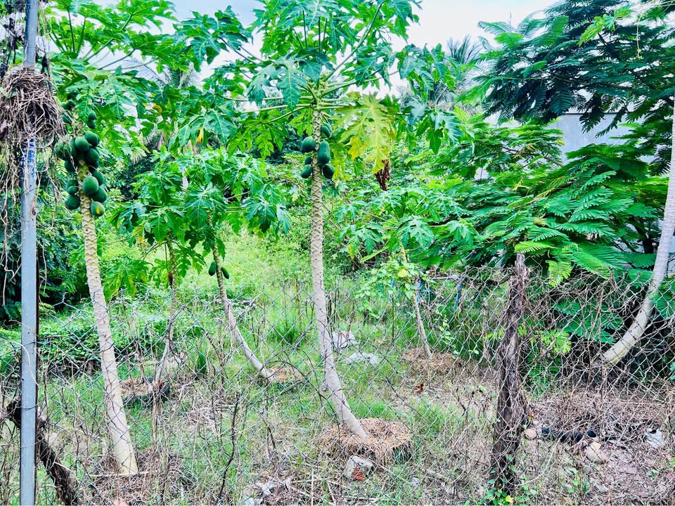 Đất thổ cư 200m² Đô Vinh, Phan Rang - Giá chỉ 690 triệu, phù hợp an cư!