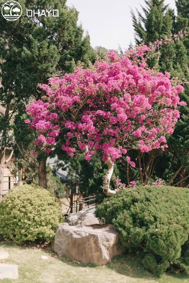 Đất nông nghiệp Hòn Bồ, Đà Lạt 75m² giá 600 triệu - Cơ hội đầu tư tuyệt vời!