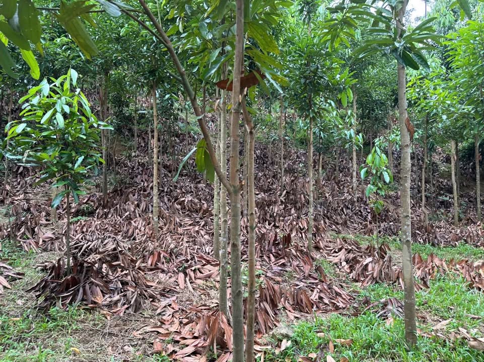 Đất Farm 1.3ha Bạch Xa, Hàm Yên chỉ 590 triệu - Đầu tư sinh lời ngay!