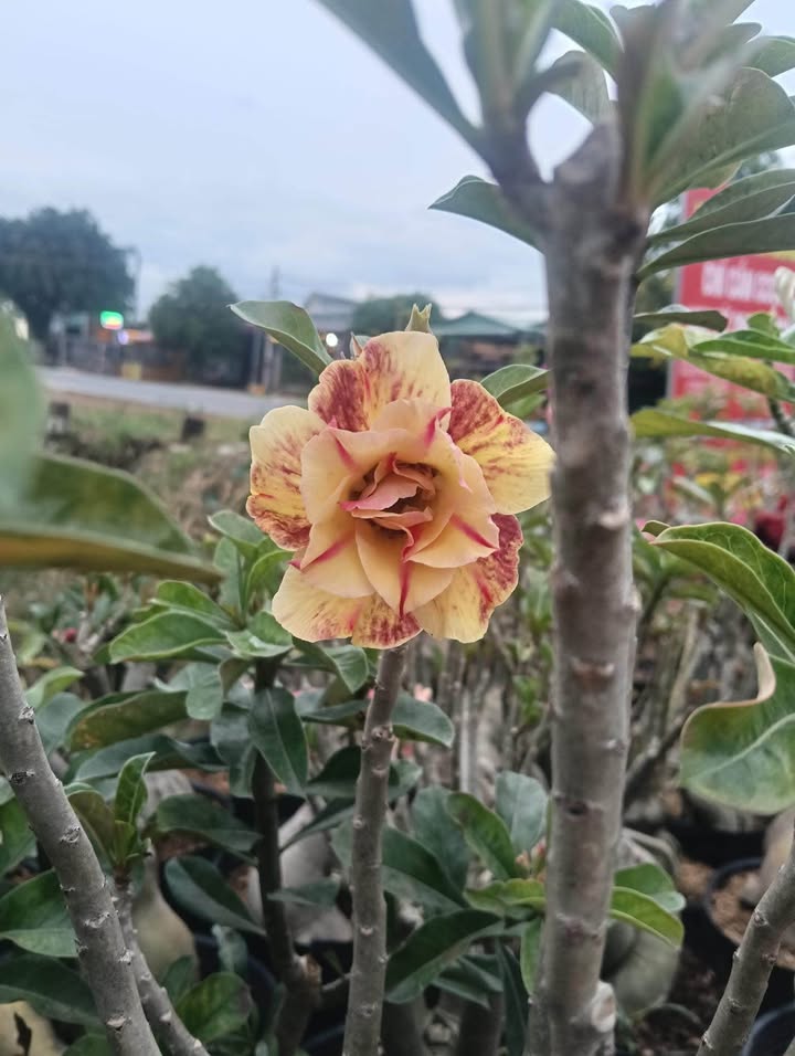 Đất nền 220m² tại Hẻm 1 Trần Văn Trà, Bình Minh - Tiềm năng đầu tư tuyệt vời!