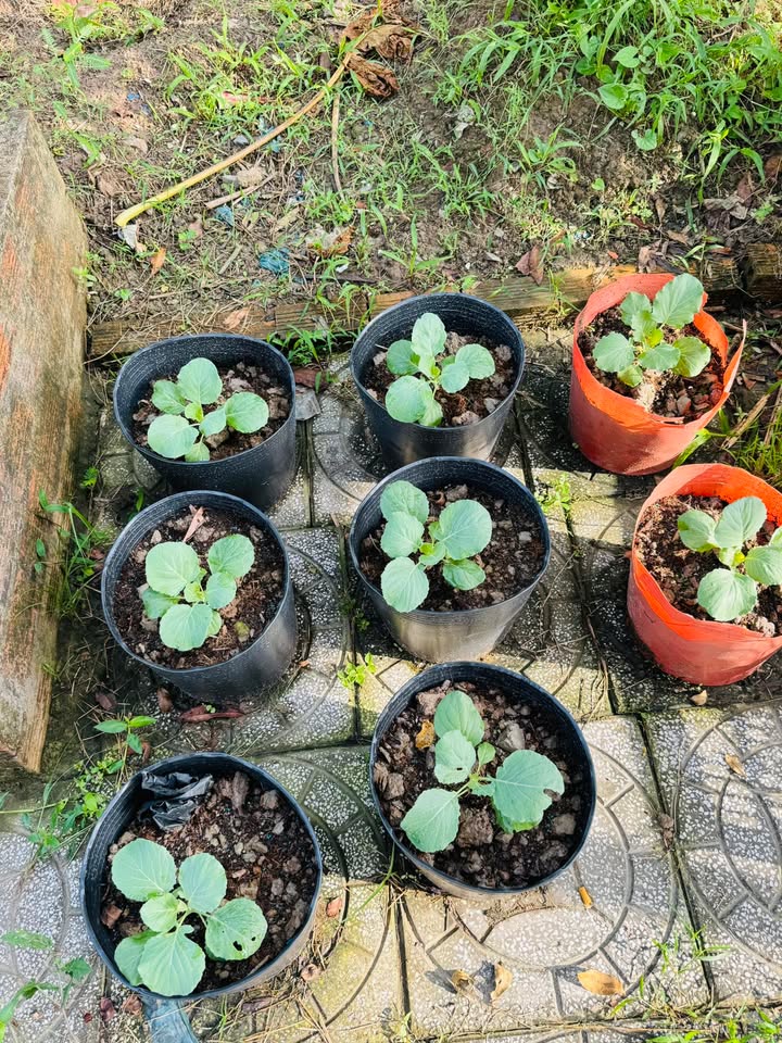 Đất mặt tiền Quốc lộ 61C, Nhơn Nghĩa, 1200m² giá 7.2 tỷ - Cơ hội đầu tư hấp dẫn!