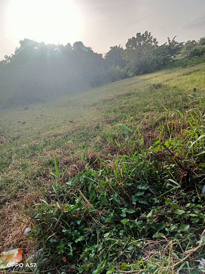 Đất nền Ấp 1, Thạnh Trị, Bình Đại 629m² giá 8.618 tỷ - Đầu tư sinh lời tuyệt vời!