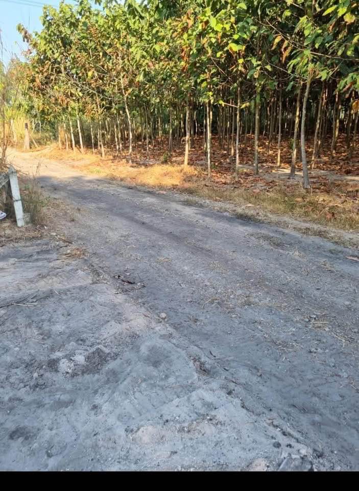 Đất nền An Điền - Phường Long Nguyên - 80m² chỉ 790 triệu - Cơ hội đầu tư hấp dẫn!