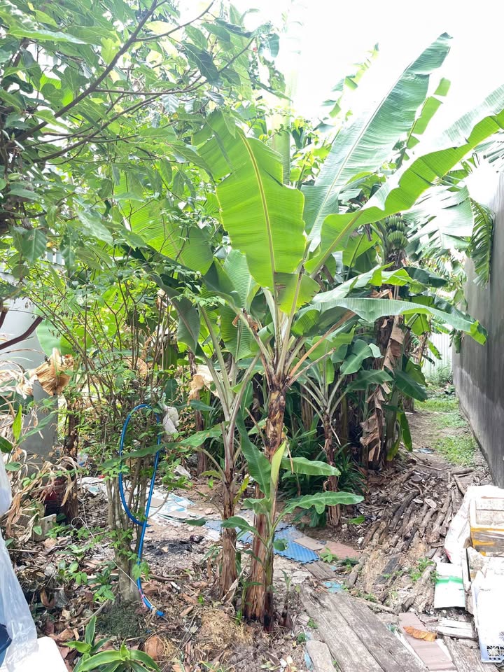 Đất nền KDC Phường Tân Xuyên, Cà Mau 116m² giá 900 triệu - Sổ hồng chính chủ, thổ cư toàn bộ!