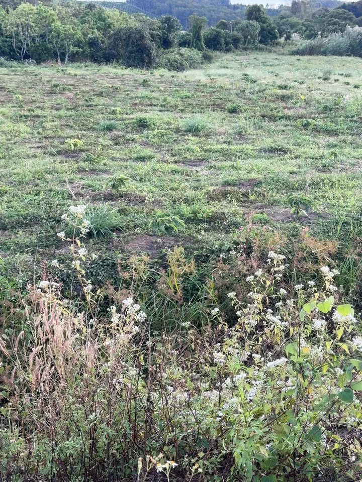 Lô đất Farm Đắk Sin 360m² giá 550 triệu - Đất bằng đẹp, bao quanh suối!