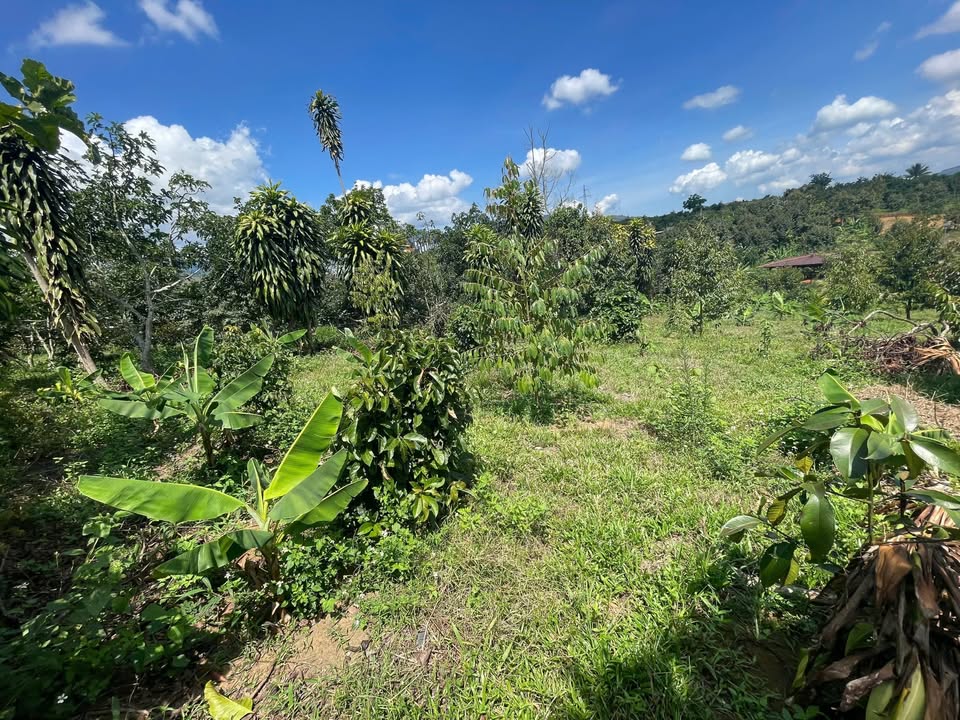 Đất nền tại Quốc Lộ 55, Xã Lộc Nam, 310m² chỉ 799 triệu - Đầu tư sinh lời ngay!