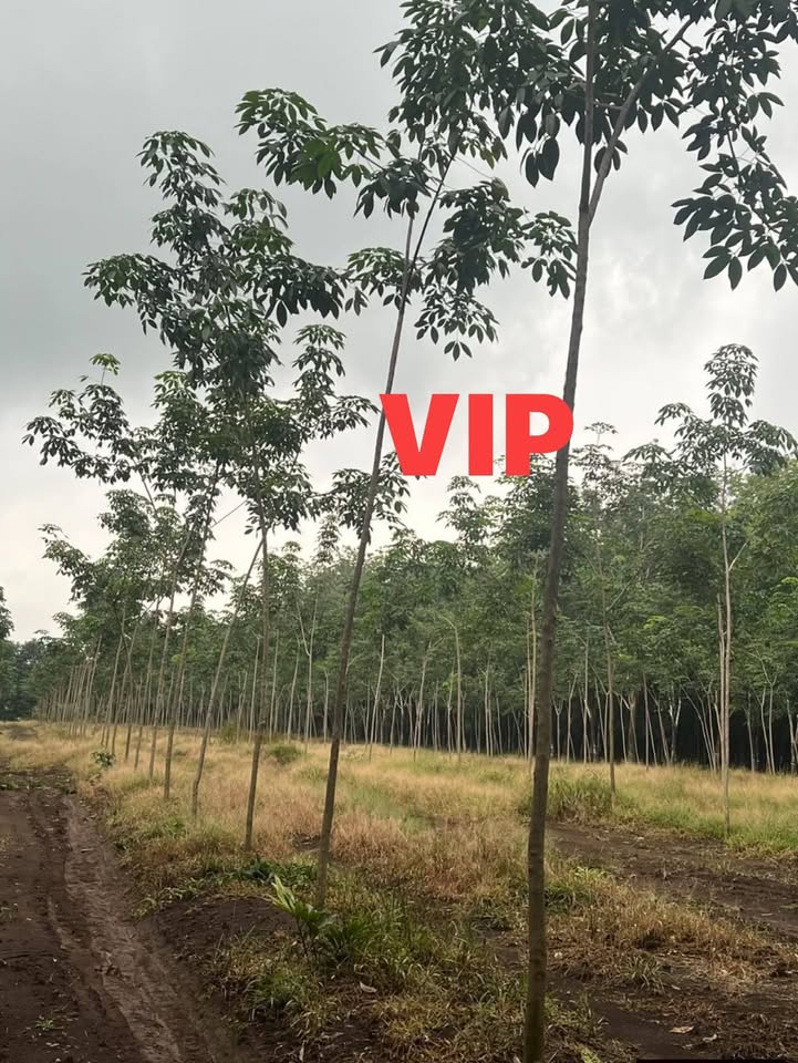 Đất nền Tân Quang, Hớn Quản 250m² chỉ 195 triệu - Cơ hội đầu tư sinh lời!