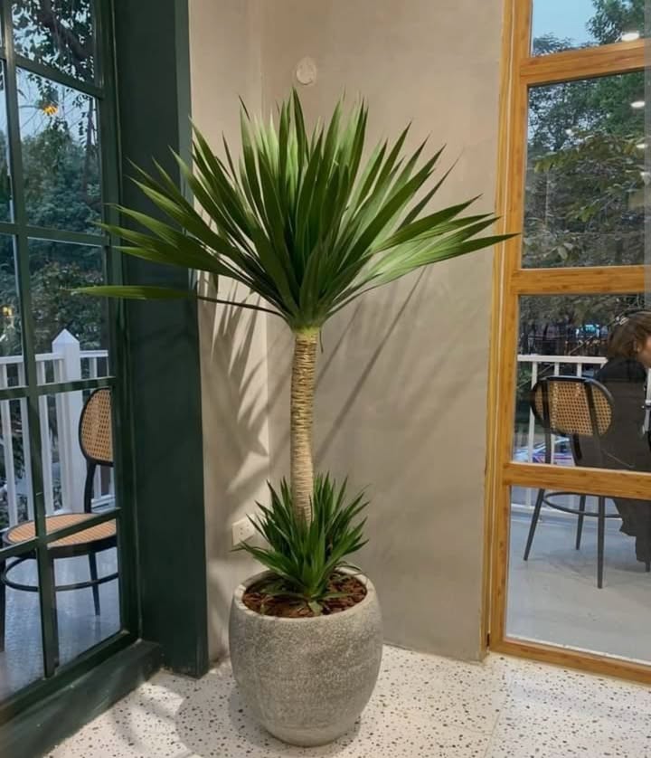 Front House cho thuê tại Tôn Đức Thắng, Đà Nẵng 350m² giá 45 triệu - Phù hợp nhiều ngành nghề!