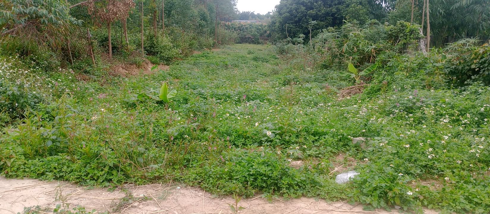 Đất nền thôn Đại Giáp, Tân Dĩnh 253m² giá 1 tỷ - Đường ô tô tránh nhau thoải mái!