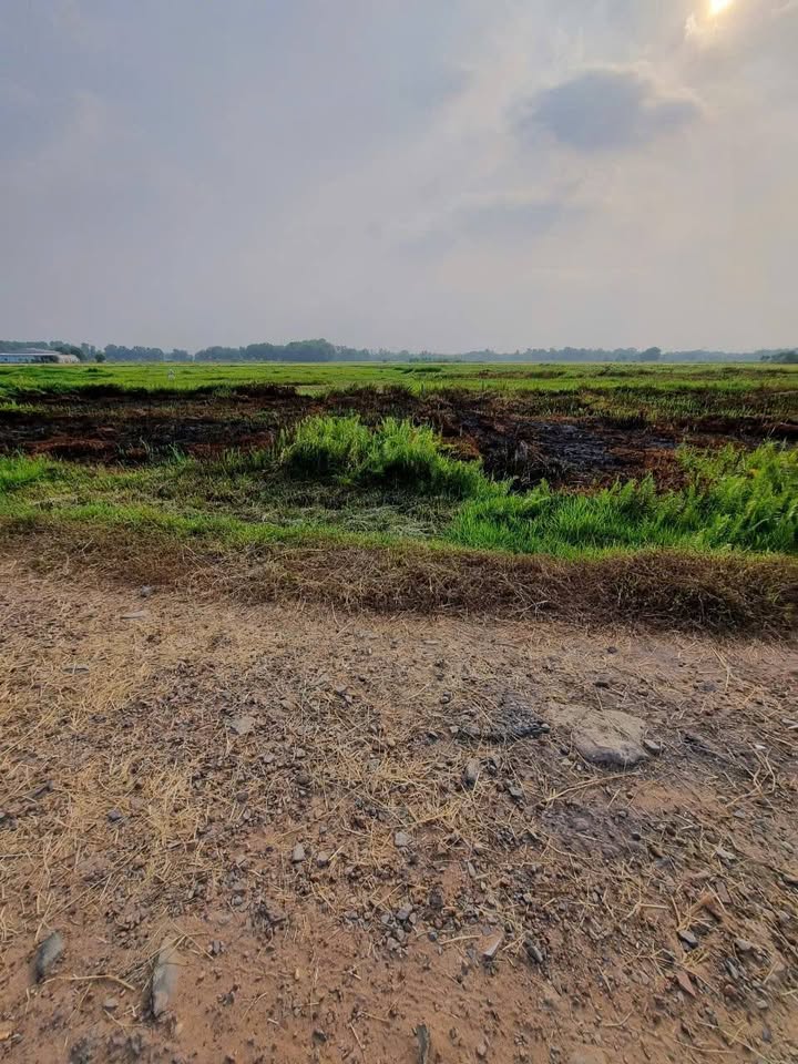 Đất cây lâu năm xã Tân Thạnh Tây 944m² giá 1.8 tỷ - Cơ hội đầu tư hấp dẫn!