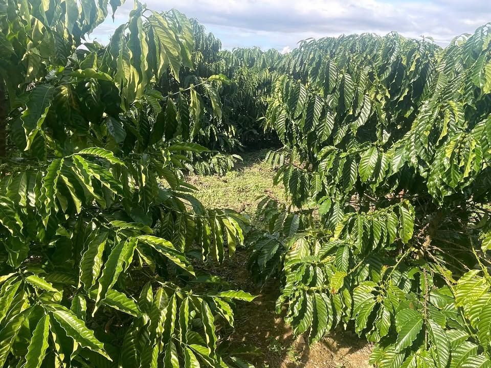 Đất thổ cư 12.000m² tại xã Quảng Hòa, Đắk Glong - Giá chỉ 1.9 tỷ!