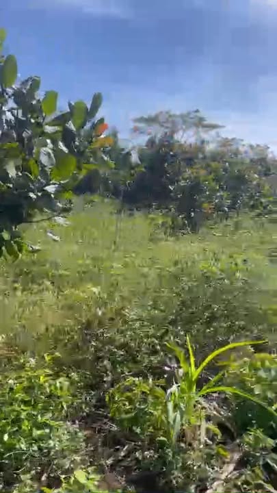 Cho thuê farm 11,8ha tại Xuân Đông, Cẩm Mỹ, Đồng Nai - Giá thỏa thuận hấp dẫn!