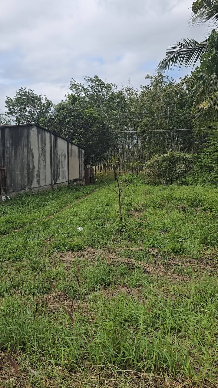 Đất nền 1ha3 tại Quốc lộ 14A, Ia Le, Gia Lai giá chỉ 4 tỷ179 triệu - Pháp lý rõ ràng!