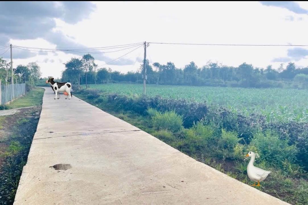 Đất thổ cư 3 sào Ea Nuôl, Buôn Đôn giá 3 tỷ - Đầu tư lý tưởng cho nhà vườn!