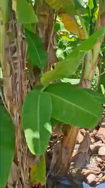 Đất nền Mỹ Phước Tây 108m² giá 680 triệu - Đầu tư sinh lời ngay!