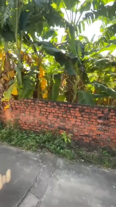 Đất thổ cư Lan Mẫu, Lục Nam 388m² giá thỏa thuận - Cơ hội đầu tư hấp dẫn!