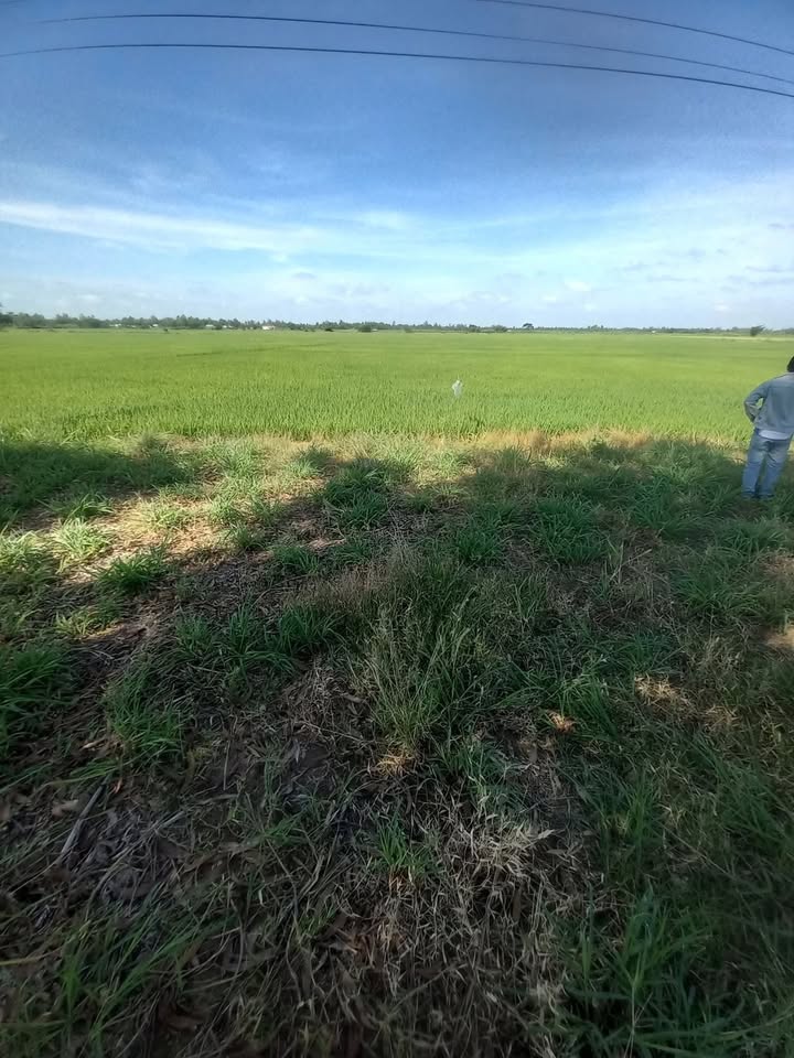 Đất thổ cư Long Phú Sóc Trăng 432m² giá chỉ 270 triệu - Cơ hội đầu tư tuyệt vời!