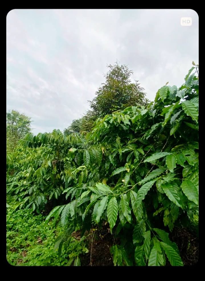 Đất nền khu phố 5, phường Cư Suê, 936m² giá 1.1 tỷ - Đầu tư sinh lời tuyệt vời!