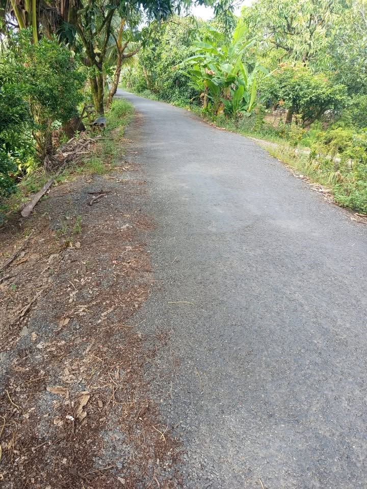 Đất vườn 1500m² tại ấp Bình Mỹ A, Đồng Tháp - Bán gấp, giá chỉ 1.3 tỷ!