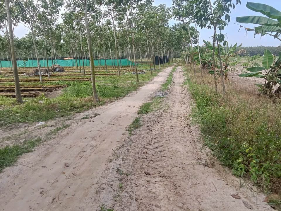 Đất nông nghiệp Trà Vong Tân Biên 20.000m² - Giá thỏa thuận hấp dẫn!