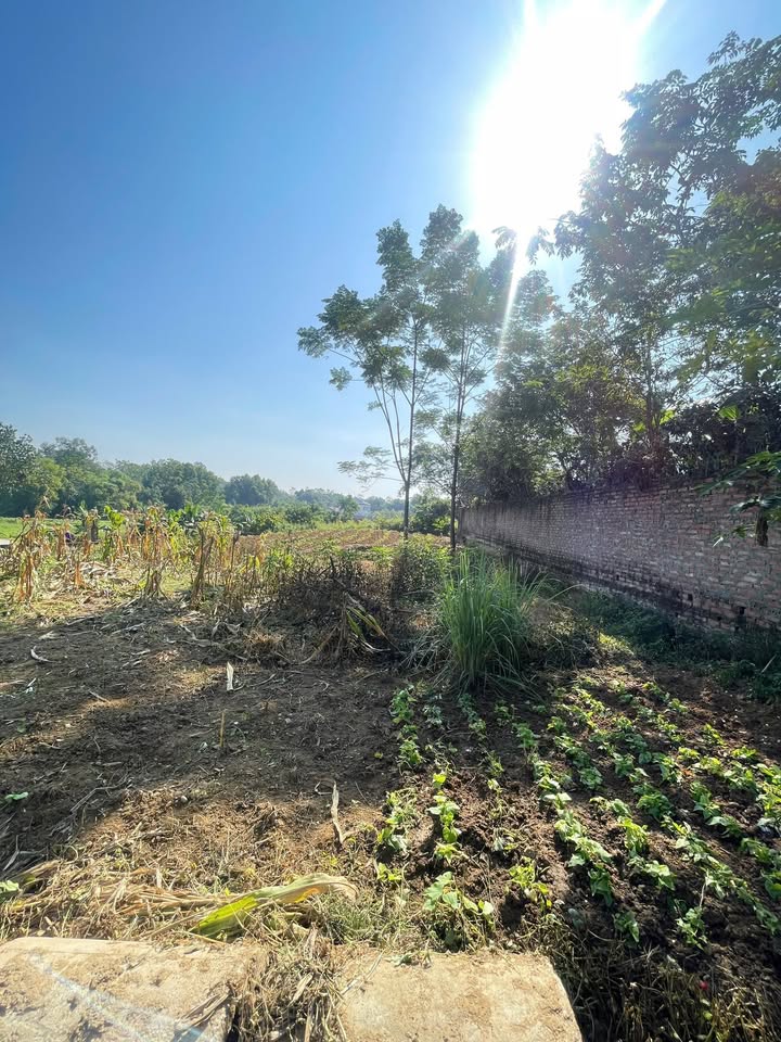 Đất nền khu phố 12 Kim Đức, Việt Trì 70,5m² giá 1 tỷ - Đầu tư sinh lời hấp dẫn!